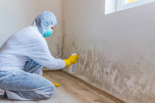 Licensed Attic Mold Removal service in Clinton, WA - WQB Mold Removal