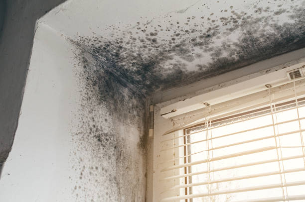 Affordable Attic Mold Removal solutions in Clinton, WA