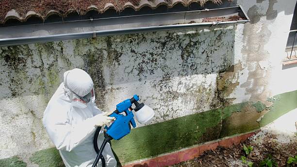 Top rated local Attic Mold Removal specialists in Clinton, WA